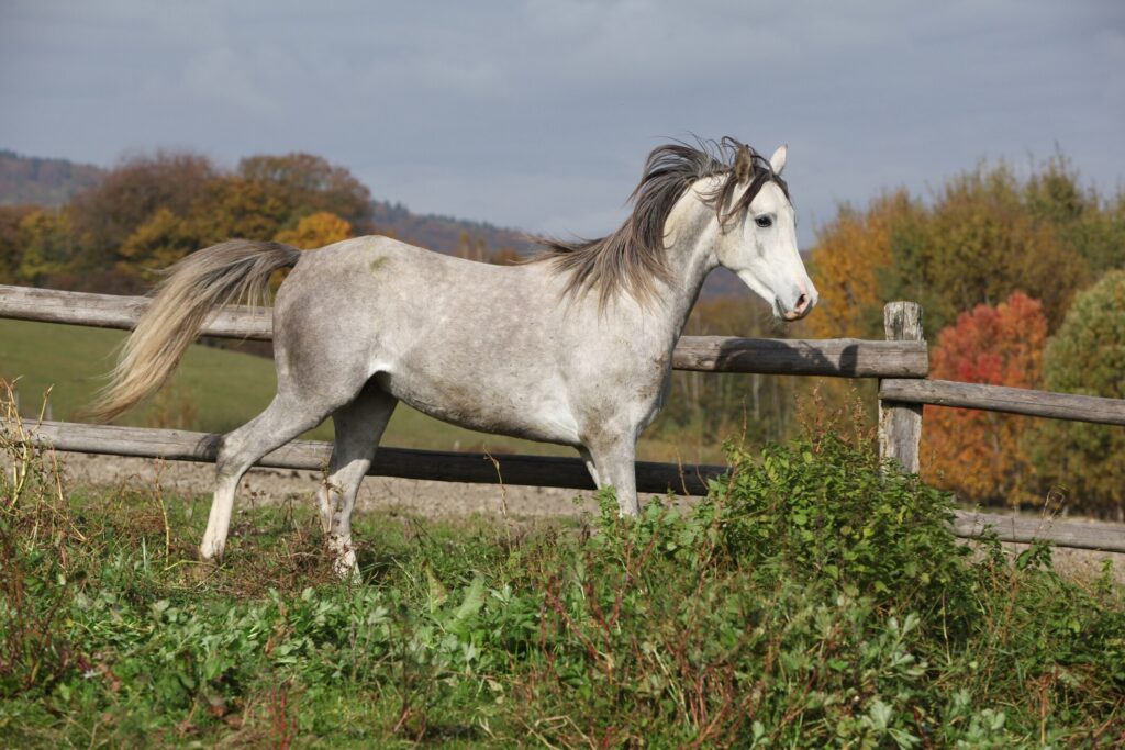 Horse running in field