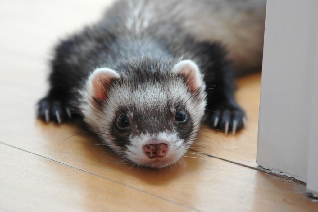 Ferret closeup