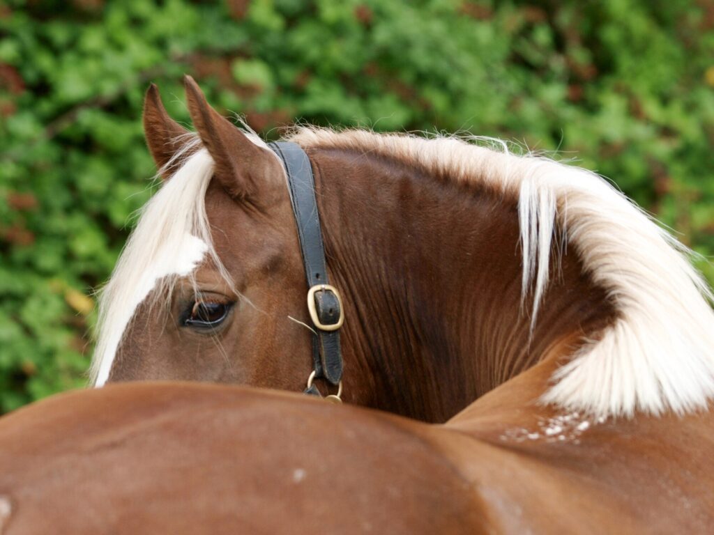 Horse back