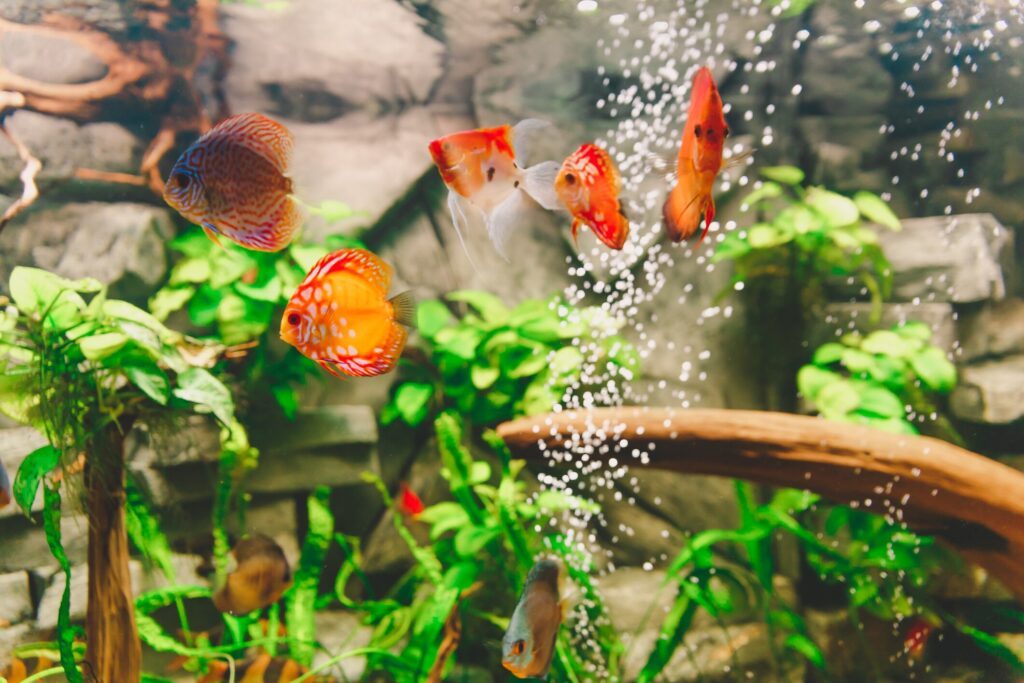 Freshwater discus fish tank