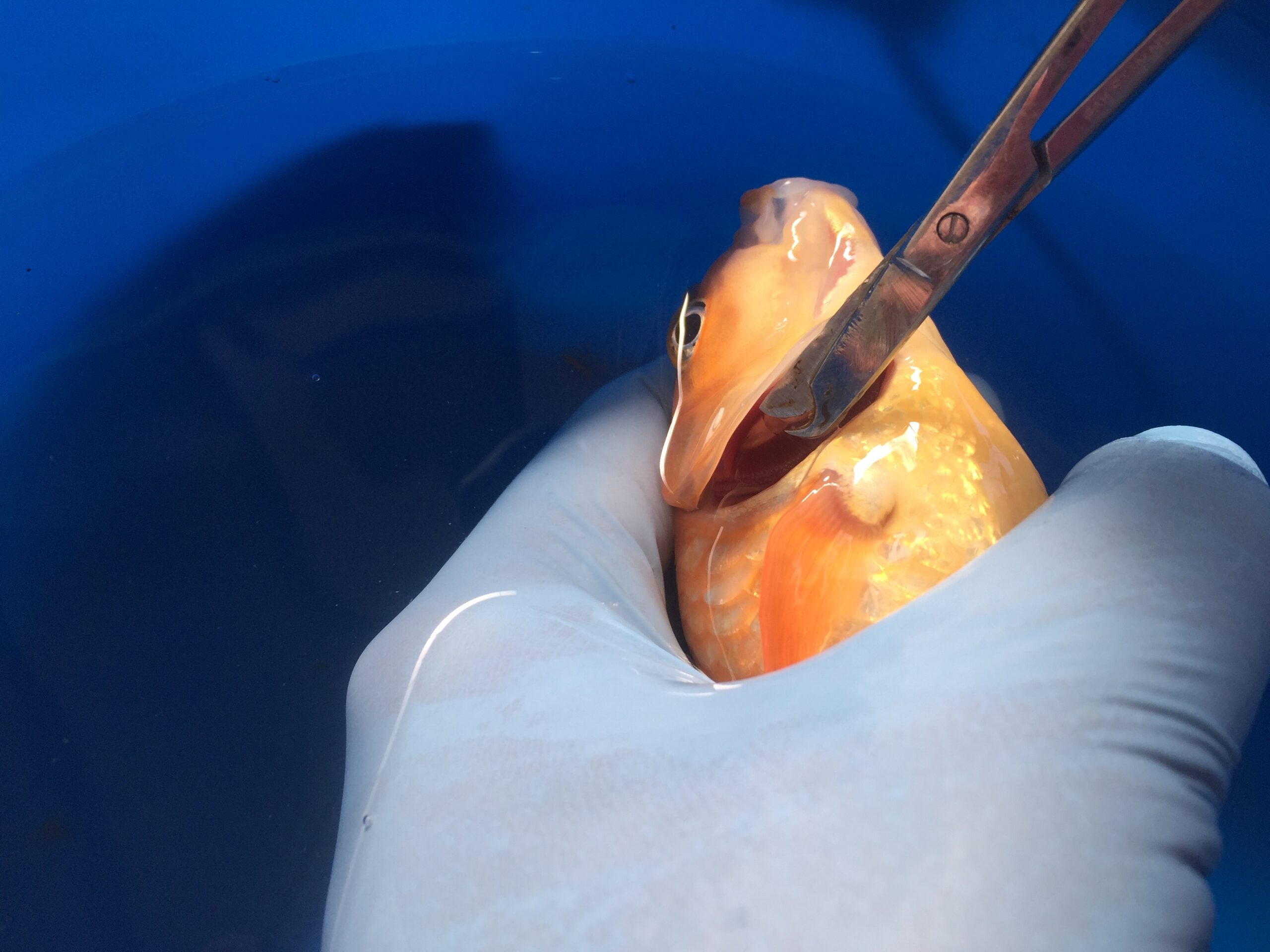 fish gill sample