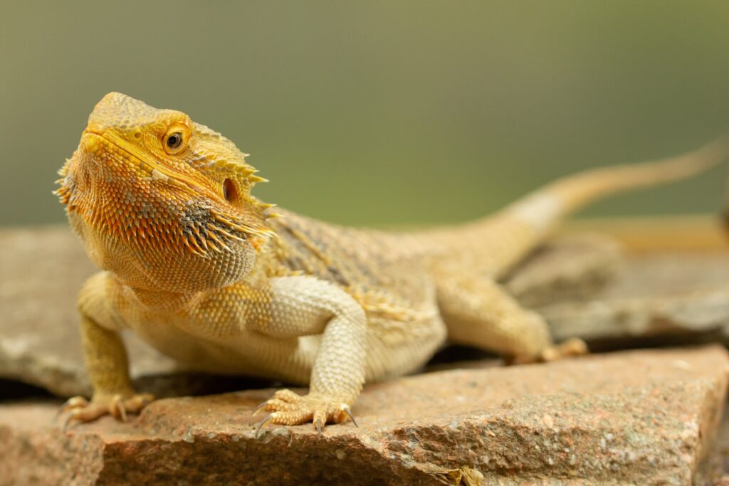Yellow bearded dragon