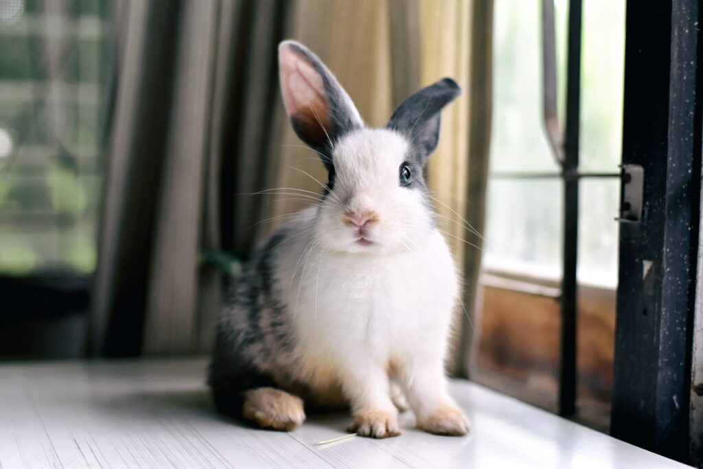 Grey and white rabbit