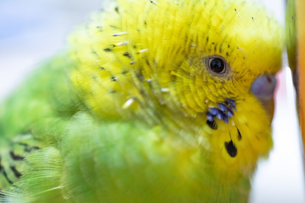 Budgie eye close-up