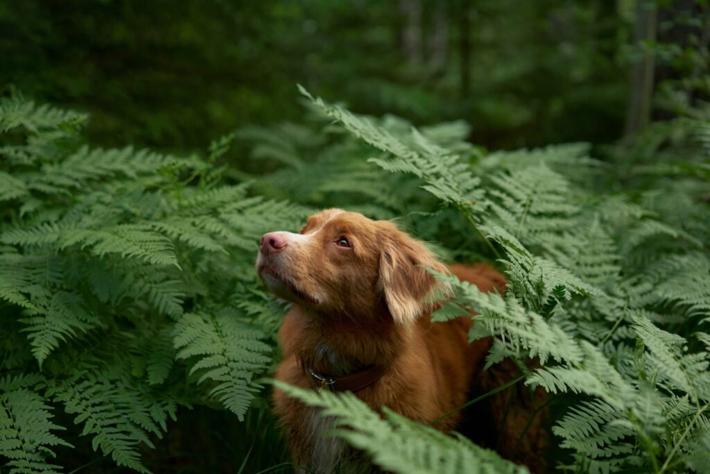 A Duck Tolling Retriever walks through a wooded area.