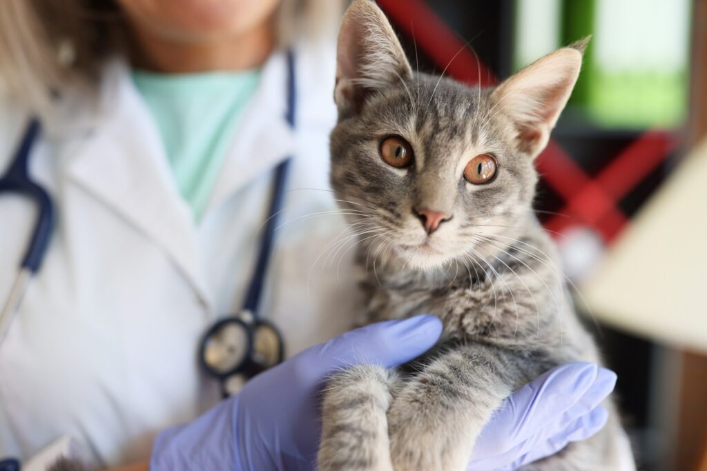 A cat is held with their vet.
