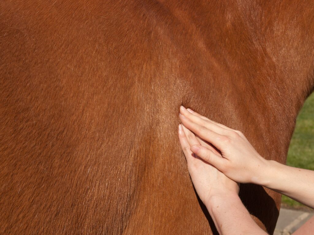 Horse shoulder massage