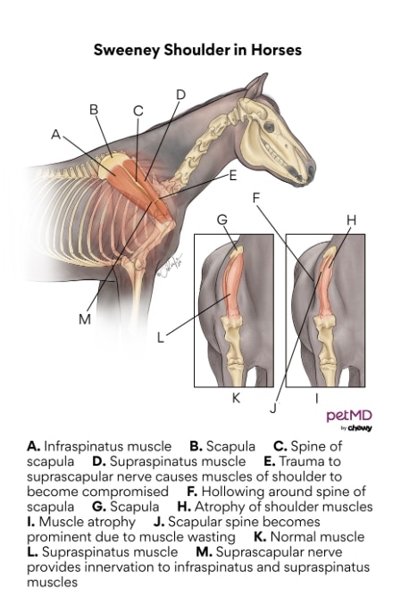 A diagram of Sweeney shoulder in horses.
