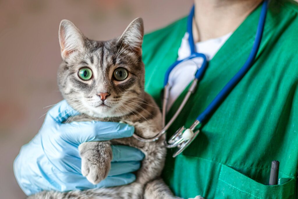 A cat is held by their vet.