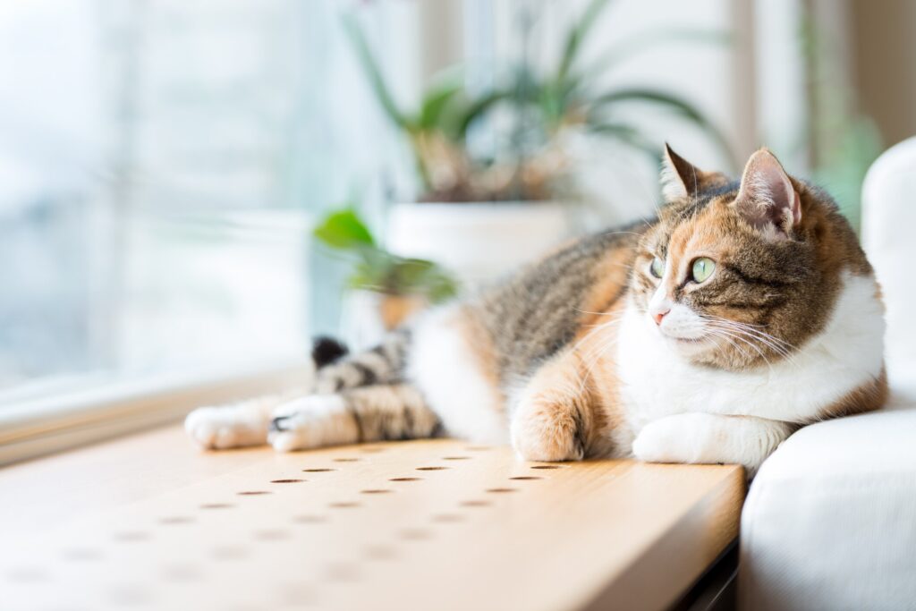 A cat looks out a window.