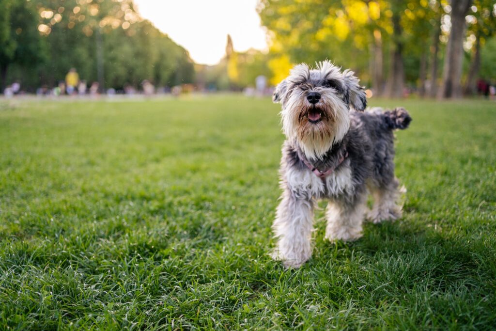 A Miniature Schnauzer runs through a dog park.