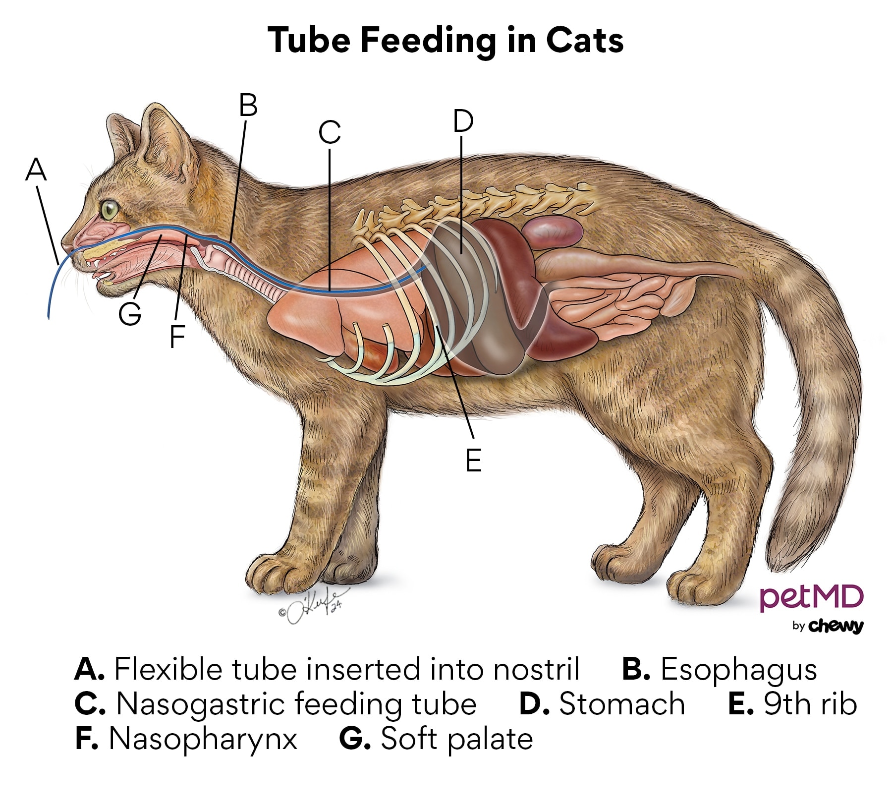 A diagram of tube feeding in cats.