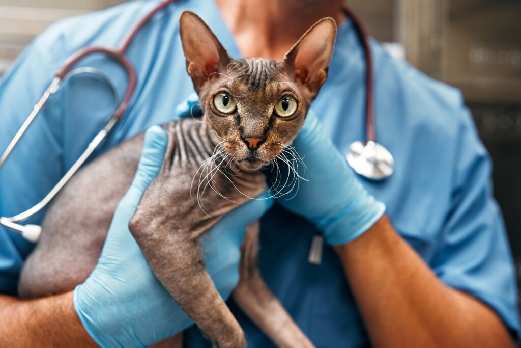 A cat is held by their veterinarian.