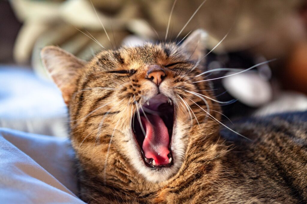 A cat yawns.