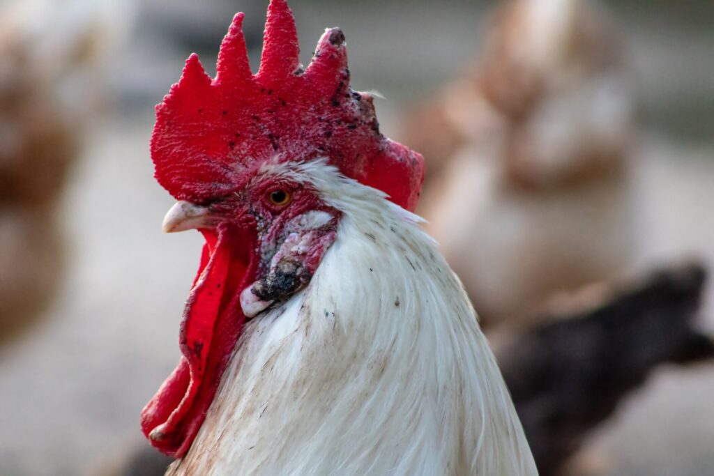 rooster with fowl pox scars