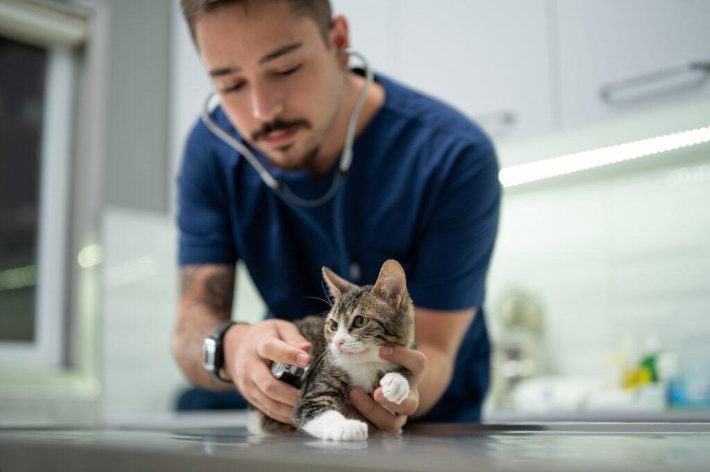 A vet holds a cat during an examination.