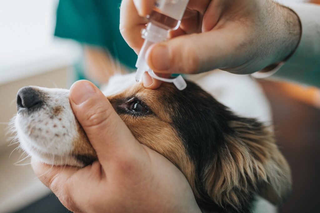 A dog gets eye drops at the vet.