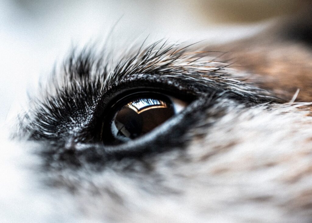 A photo of a close-up of a dog's eye.