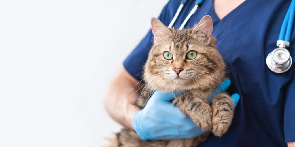 A cat is held by their vet.