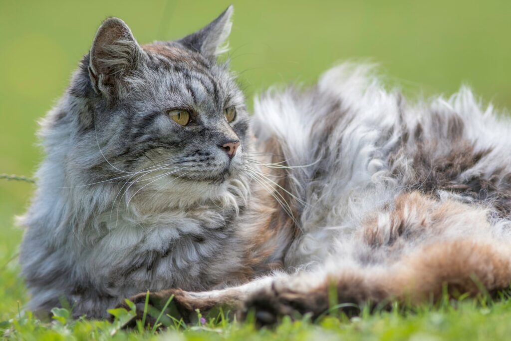 A cat lays down on grass.