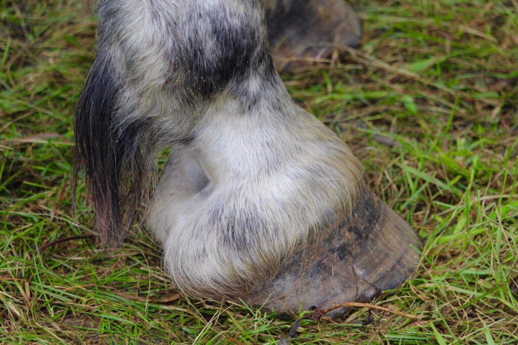 Horse hoof