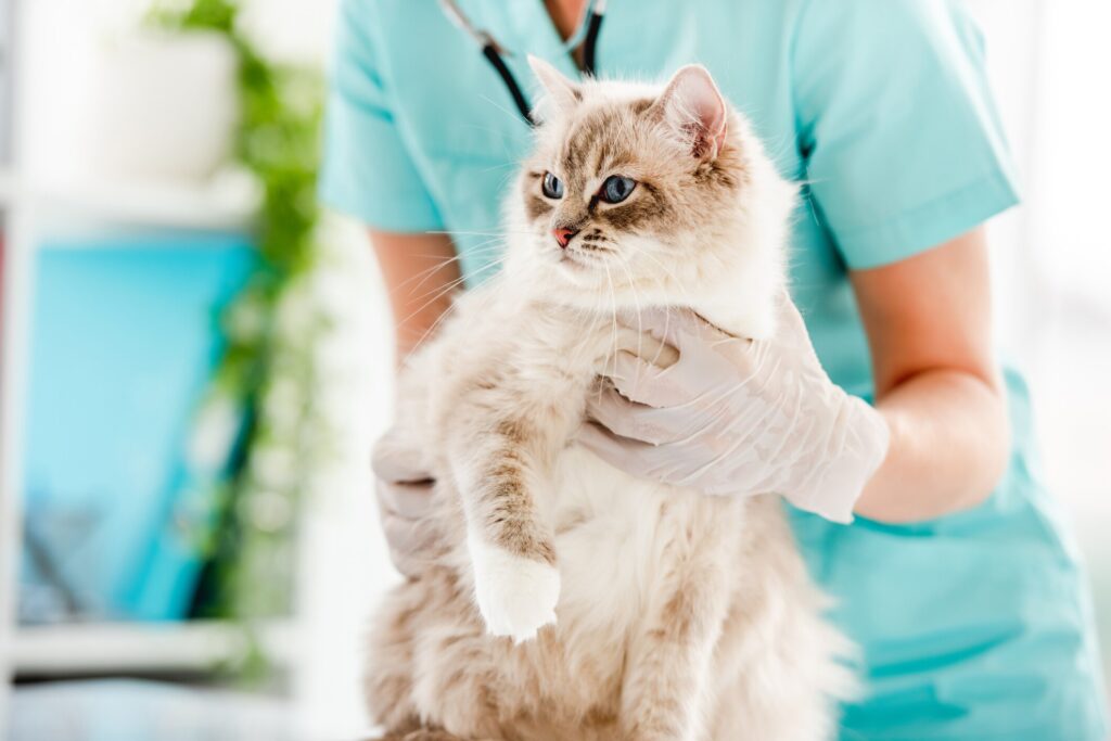 A cat is examined by their veterinarian.