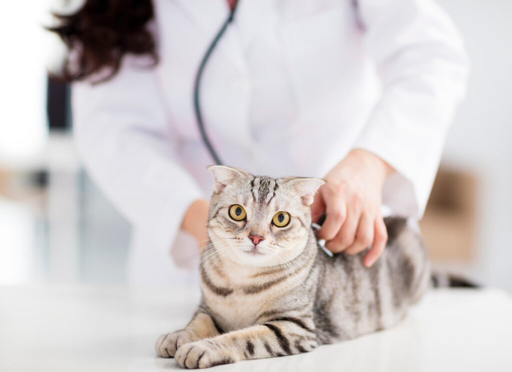 A cat has their heart listened to by their vet.