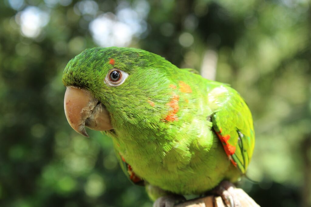 green bird up close