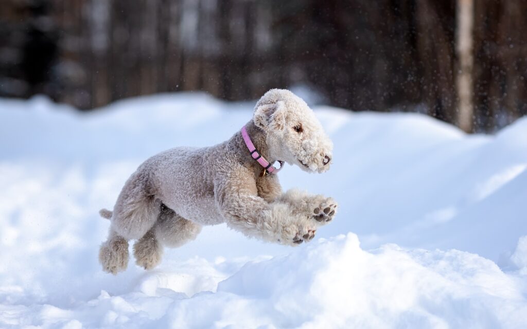 A Bedlington Terrier runs through the snow.