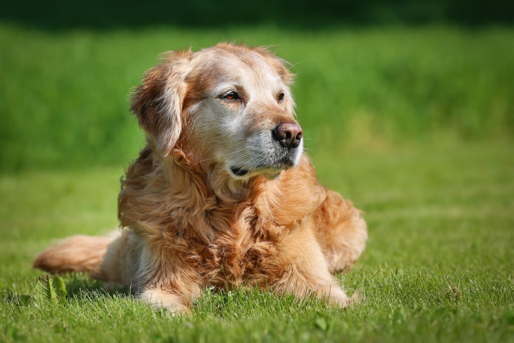A senior dog lays on grass.