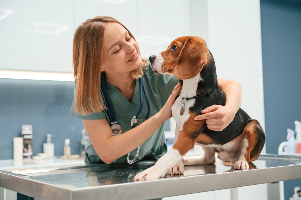 A vet examines a Beagle.
