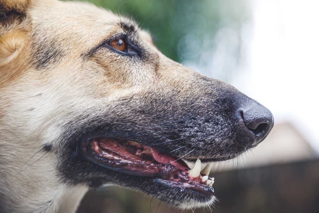 A close-up of a senior German Shepherd.