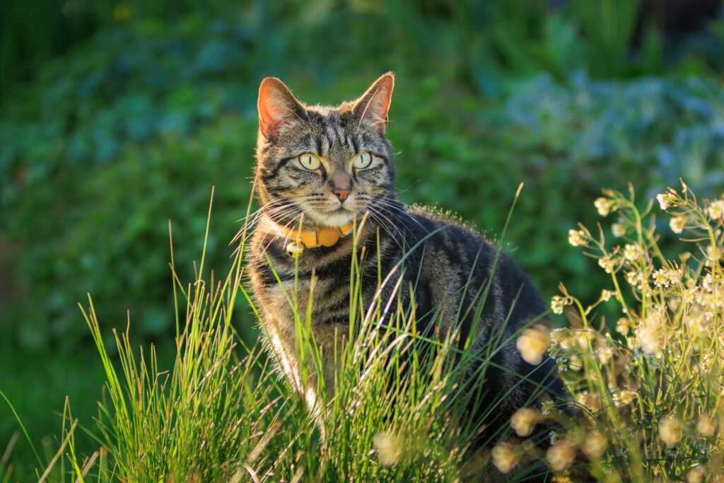 A beautiful striped cat sits in the tall grass.
