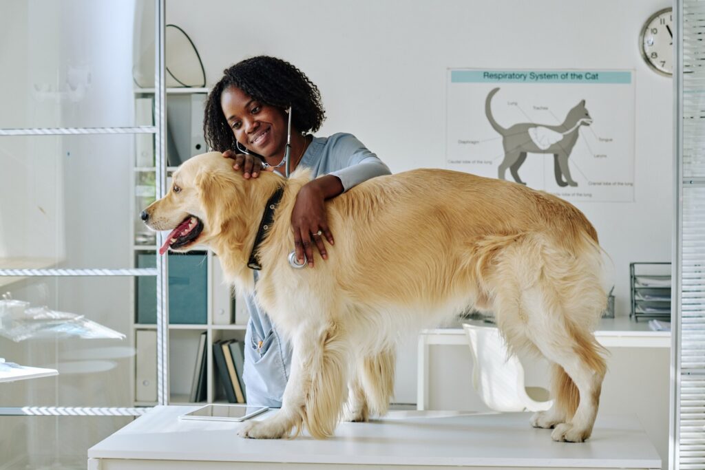 A vet technician examines a Golden Retriever.