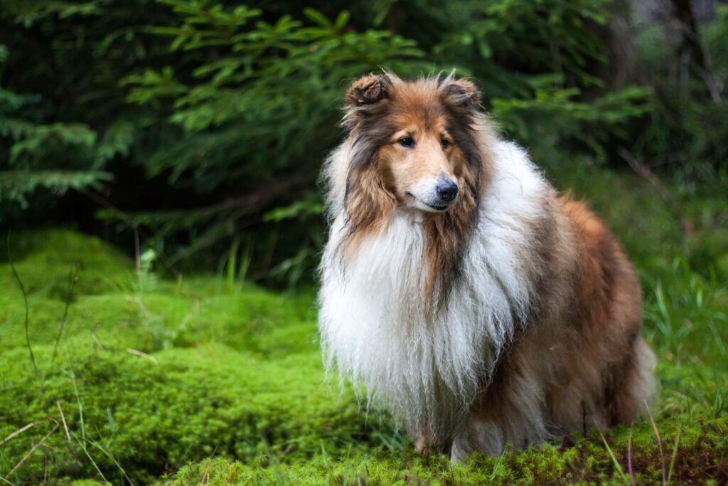 A Rough Collie stands in a forest.