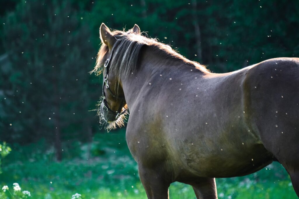 Horse surrounded by mosquitos