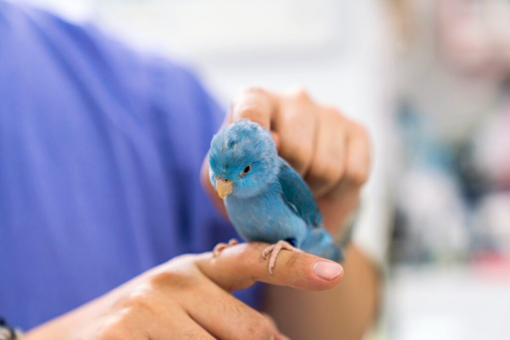 Small blue parrot at the vet