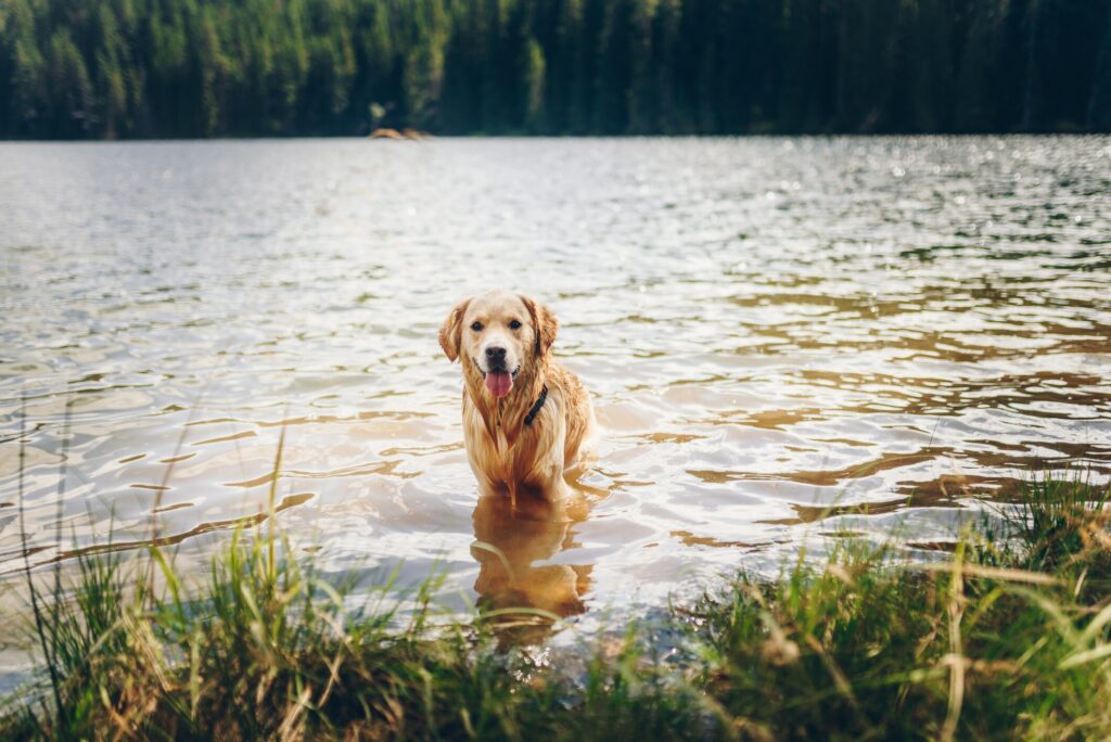 A dog stands in a lake.