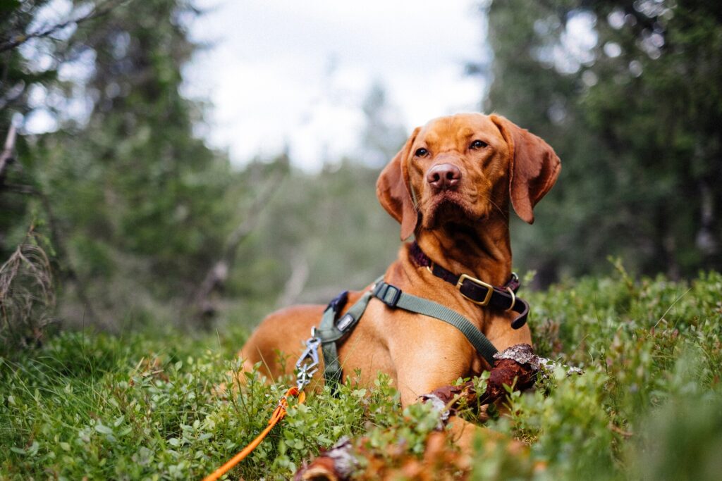 A dog sits in a grassy wood.