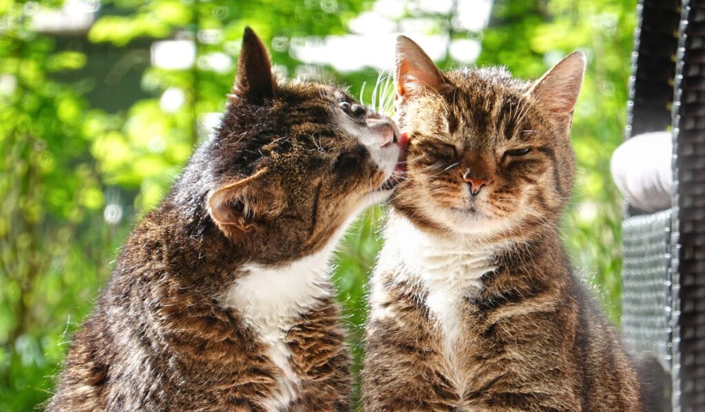 Two cats groom each other.