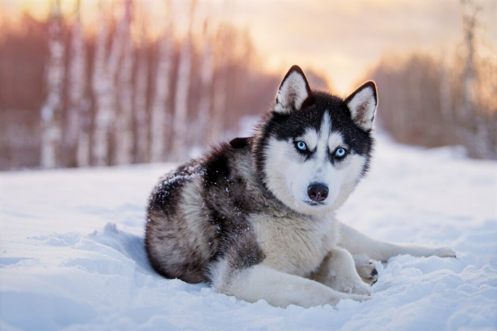 A Siberian Husky lays in the snow.