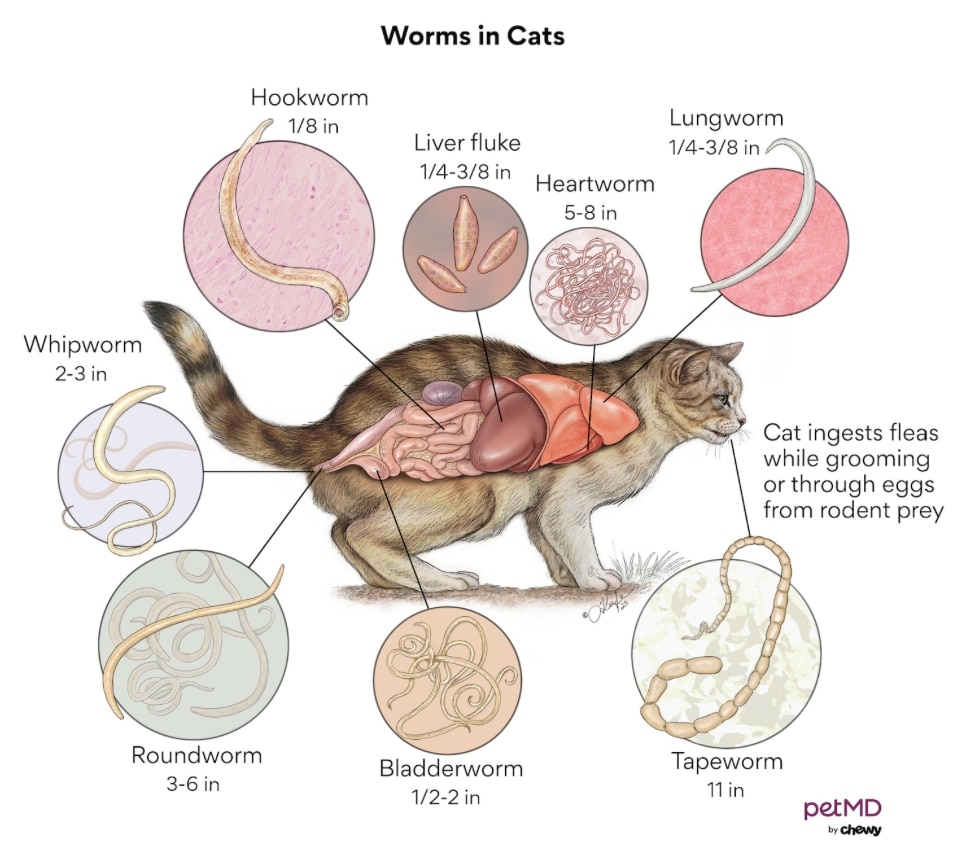 lungworms in cats; a diagram of worms in cats.