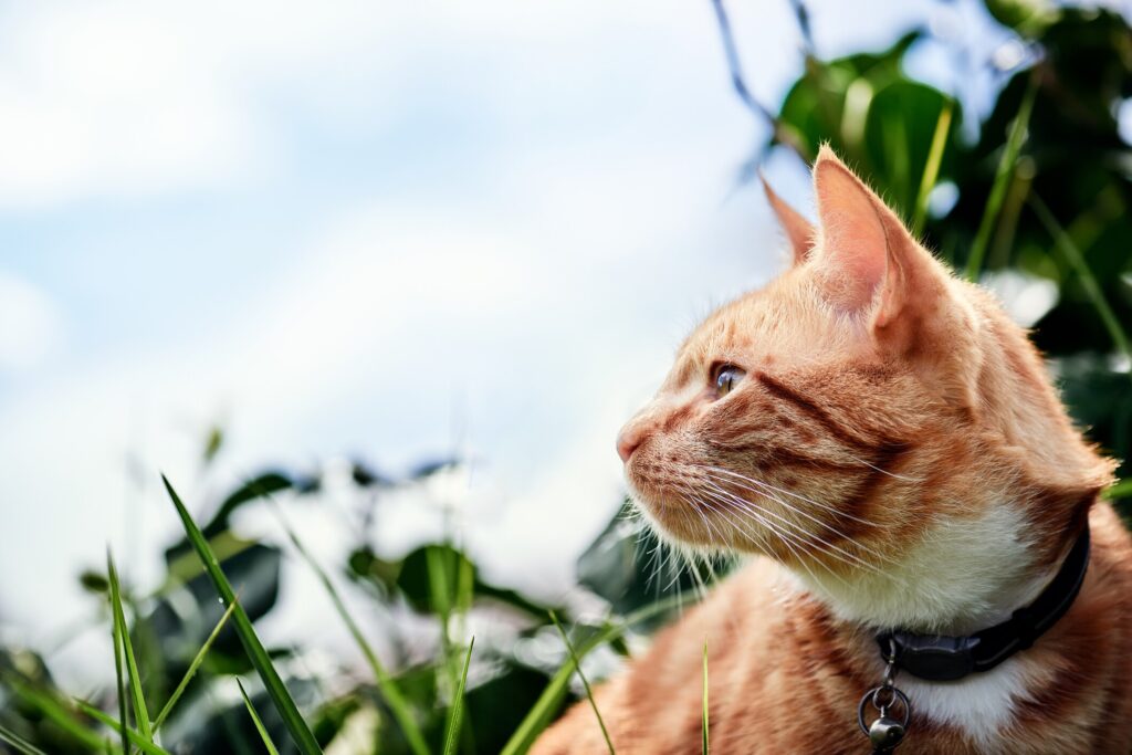 tapeworms in cats; a cat sits outside.