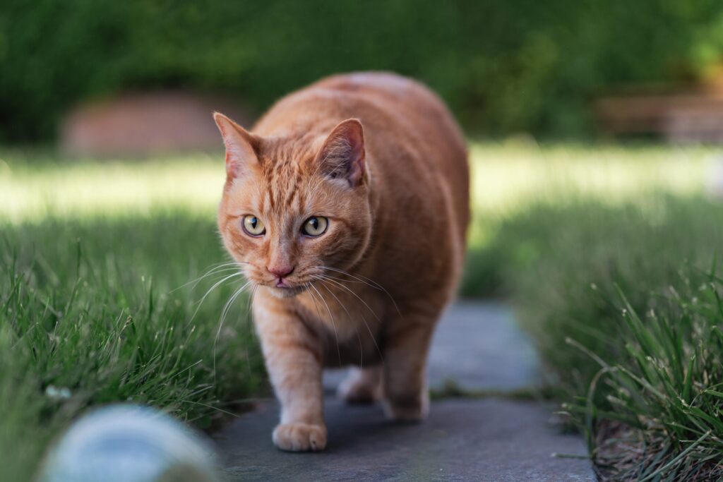 A cat walks outside.