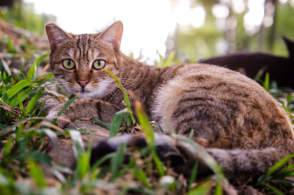 A cat lounges outside.