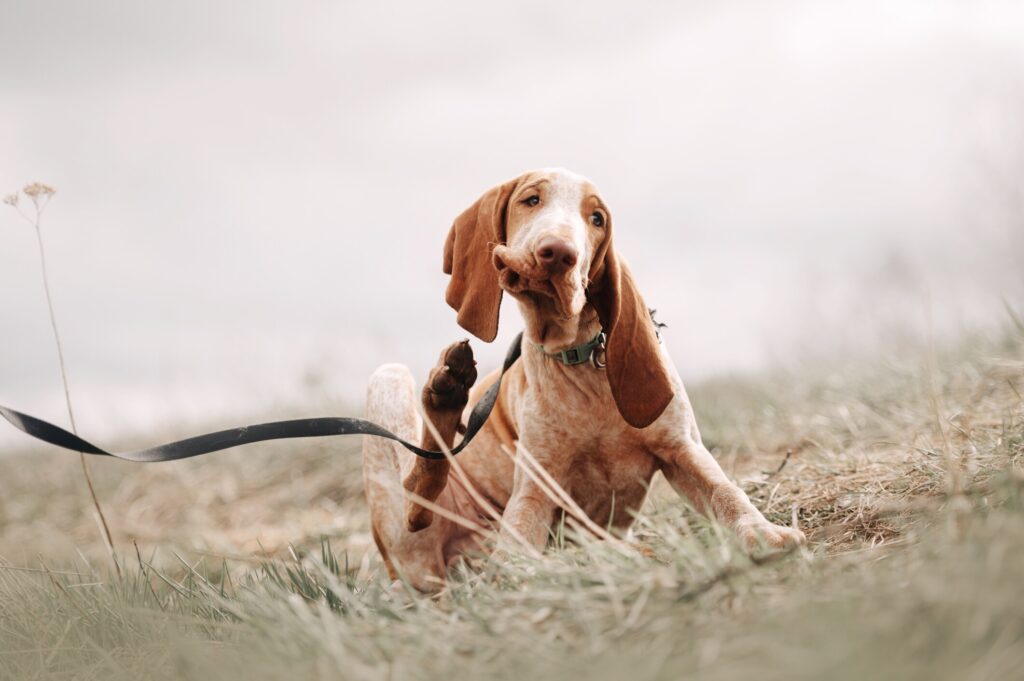 A dog with ear mites scratches at his ears.