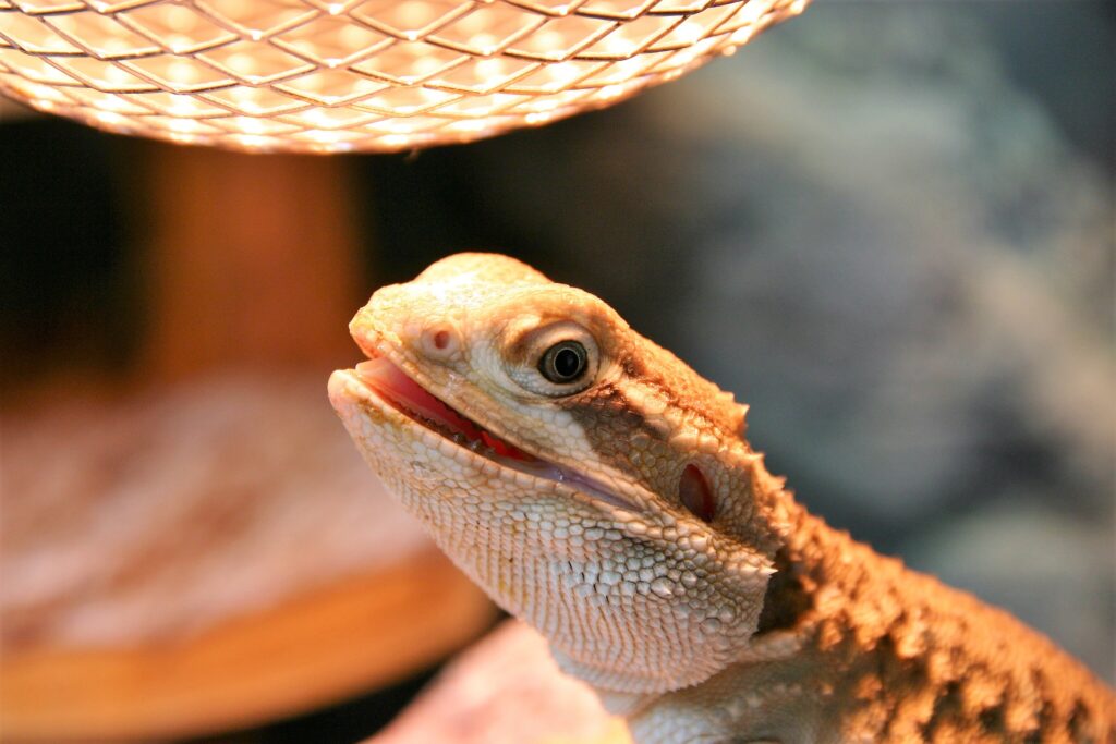 Reptile basking under heat lamp