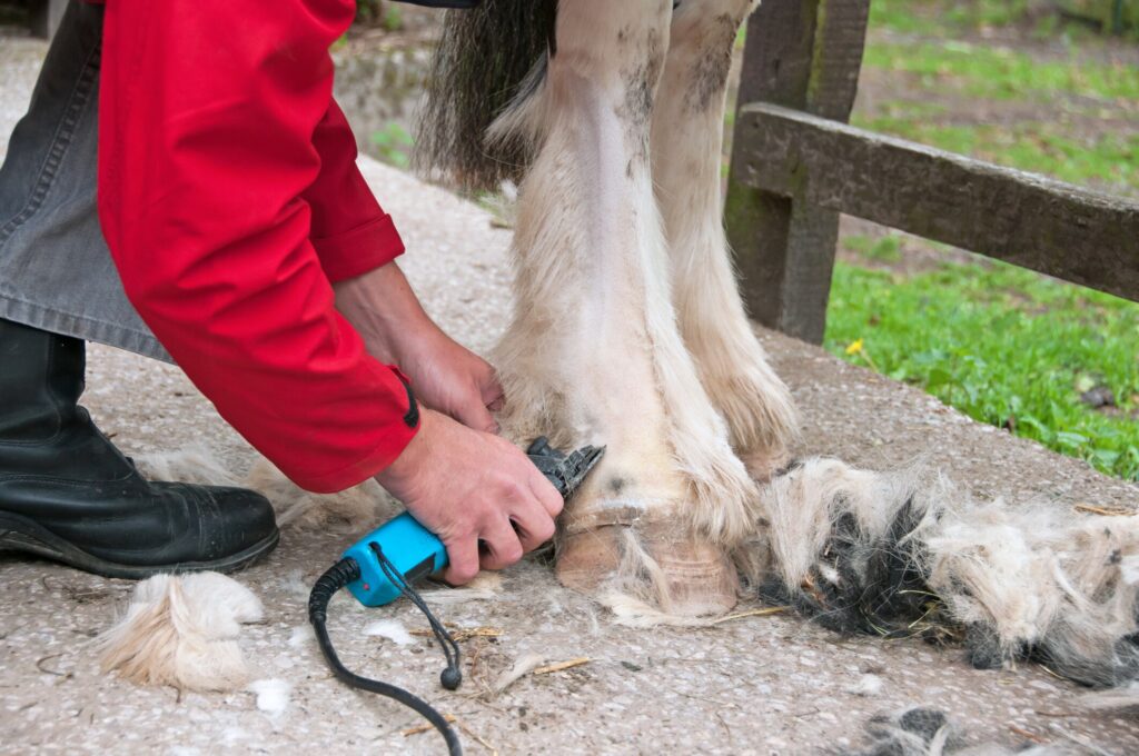 Clipping horse legs to prevent lice