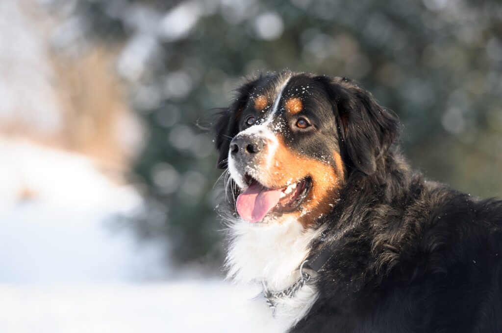 A Bernese Mountain Dog poses in the snow.