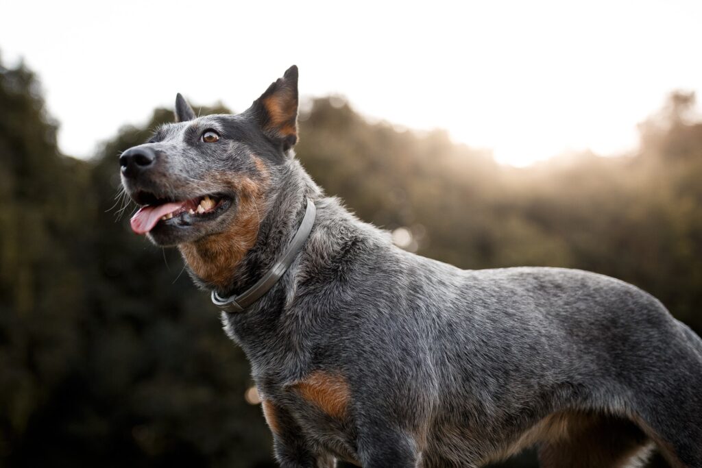 An Australian Cattle Dog.